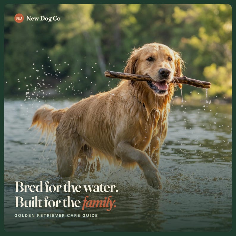 Puede incluir: Un perro golden retriever de pie en el agua, sosteniendo un palo de madera en la boca. El texto dice: ND New Dog Co, Bred for the water. Built for the family. GOLDEN RETRIEVER CARE GUIDE. Gotas de agua salpican el pelaje dorado del perro.