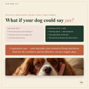 May include: An educational infographic titled What if your dog could say yes? by New Dog Co. It contrasts The Old Way of pinning a dog down with Cooperative Care, featuring a photo of a brown and white Cavalier King Charles Spaniel dog.