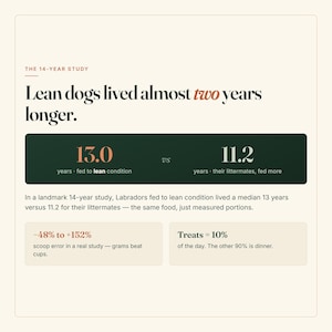 Puede incluir: Una infograf&iacute;a titulada The 14-Year Study que indica que los perros delgados vivieron casi dos a&ntilde;os m&aacute;s. Compara 13,0 a&ntilde;os para perros alimentados en condici&oacute;n delgada frente a 11,2 a&ntilde;os para sus hermanos, mencionando errores de medici&oacute;n y premios.