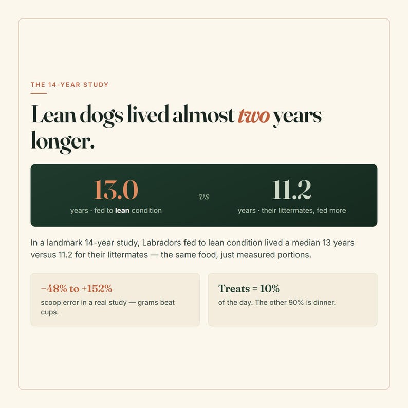 Puede incluir: Una infograf&iacute;a titulada The 14-Year Study que indica que los perros delgados vivieron casi dos a&ntilde;os m&aacute;s. Compara 13,0 a&ntilde;os para perros alimentados en condici&oacute;n delgada frente a 11,2 a&ntilde;os para sus hermanos, mencionando errores de medici&oacute;n y premios.