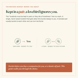 Puede incluir: Un gr&aacute;fico informativo con fondo crema y texto oscuro titulado The Mistake Nobody Warns You About. Explica que los agapornis solitarios se vinculan con los humanos, mientras que las parejas se vinculan entre s&iacute;. Incluye iconos de plumas y una banda.