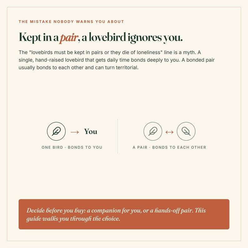 Puede incluir: Un gr&aacute;fico informativo con fondo crema y texto oscuro titulado The Mistake Nobody Warns You About. Explica que los agapornis solitarios se vinculan con los humanos, mientras que las parejas se vinculan entre s&iacute;. Incluye iconos de plumas y una banda.