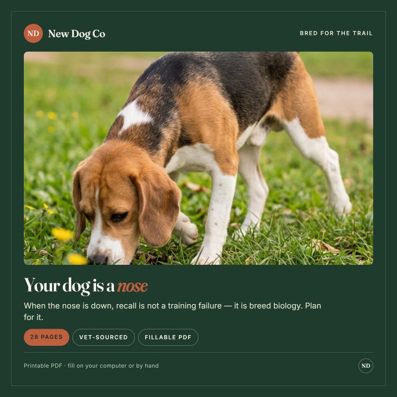 Ägarhandledning för Beagle | Handbok för veterinärbaserad dofthundvård (ifyllbar PDF) bild 7