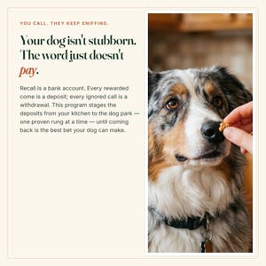 Guía de entrenamiento para que el perro responda a la llamada / Programa confiable para que el perro venga cuando se le llama (PDF tamaño A4) imagen 2