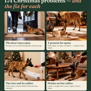 May include: A dark green informational poster titled 174 Christmas problems &mdash; and the fix for each. It features four panels showing a Belgian Malinois dog in various holiday scenarios with text descriptions for training solutions.
