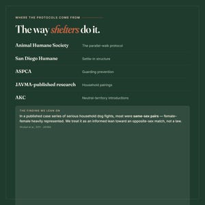 May include: A dark green informational graphic titled Where the protocols come from, The way shelters do it. It lists organisations like Animal Humane Society, San Diego Humane, ASPCA, JAVMA-published research, and AKC with their respective protocols.