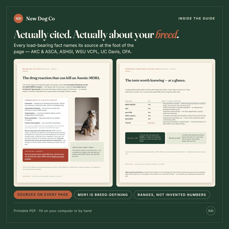 May include: A two-page informational guide titled New Dog Co Inside the Guide, featuring text about Australian Shepherd health, specifically MDR1 drug reactions. It includes a photo of a blue merle Australian Shepherd and various data tables.