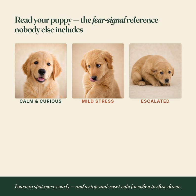 May include: An educational graphic titled Read your puppy &mdash; the fear-signal reference nobody else includes. It displays three golden retriever puppies labelled Calm & Curious, Mild Stress, and Escalated, with the text Learn to spot worry early.