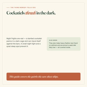 May include: A cream-colored informational card with dark green and orange text. The header reads, "THE THING NOBODY TELLS YOU Cockatiels thrash in the dark." It includes text about night frights, feather dust, and fatty liver, with a bottom orange bar.