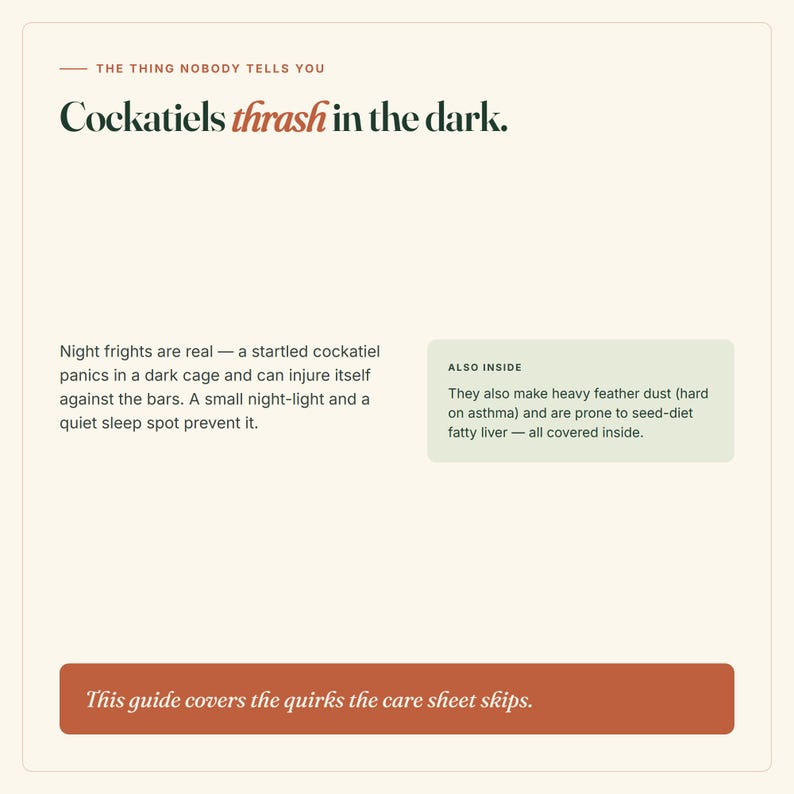 May include: A cream-colored informational card with dark green and orange text. The header reads, "THE THING NOBODY TELLS YOU Cockatiels thrash in the dark." It includes text about night frights, feather dust, and fatty liver, with a bottom orange bar.