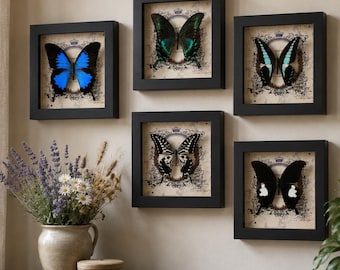 Ejemplar de mariposa real enmarcado, caja de exhibición de taxidermia de insectos preservados, regalo de decoración de pared de historia natural