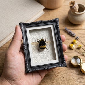 Véritable reine bourdon | Insecte naturalisé encadré, abeille non encadrée pour la création de résine