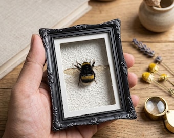 Real Bumblebee Queen Specimen | Framed Taxidermy Insect, Unframed Bee for Resin Art Supplies