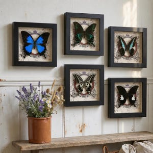 Puede incluir: Cinco marcos negros cuadrados que contienen especímenes de mariposas montados con varios patrones y colores de alas, incluyendo azul, verde y negro, exhibidos en una pared sobre una maceta de terracota llena de lavanda seca y flores blancas.