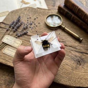 May include: A preserved bumblebee specimen mounted on a small white paper card with several thin black insect pins. The bee features a fuzzy black and yellow striped body and translucent wings, secured in place by the pins piercing the paper.