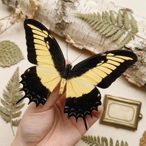 May include: A large butterfly specimen with striking black and pale yellow wings featuring scalloped edges and long tails. The wings display a bold contrast between the dark borders and the lighter central sections, showcasing intricate vein patterns.