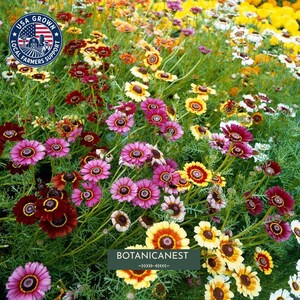 Könnte beinhalten: Ein lebhaftes Feld aus bunten, gänseblümchenartigen Blumen in den Farben Dunkelrot, Magenta, Gelb und Weiß mit dunklen Mitten. Ein kreisförmiges blaues Logo oben links zeigt USA GROWN LOCAL FARMERS SUPPORT. Der Text BOTANICANEST ist mittig platziert.