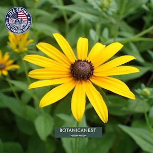 May include: A bright yellow Rudbeckia flower with a dark brown central cone and long, slender petals. The image features a circular logo in the top left corner with the text USA GROWN LOCAL FARMERS SUPPORT and a label at the bottom reading BOTANICANEST.