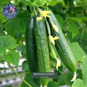 May include: Several dark green cucumbers hanging from a vine with small yellow blossoms attached. A circular logo in the upper left corner features a flag and the text USA GROWN LOCAL FARMERS SUPPORT. The text BOTANICNEST is centered below.