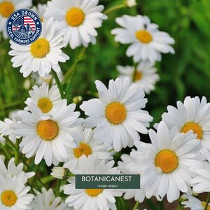 May include: A cluster of white daisy flowers with bright yellow centers and green stems. A circular blue and white logo in the upper left corner features a flag and the text USA GROWN FARMERS SUPPORT. The text BOTANICANEST is centered below.