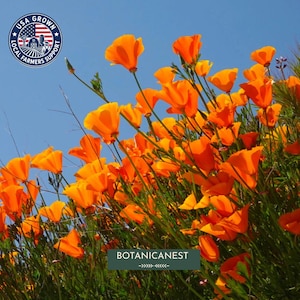 Könnte beinhalten: Eine Ansammlung leuchtend orangefarbener Kalifornischer Mohnblumen mit zarten Blütenblättern und dünnen grünen Stielen vor einem klaren blauen Himmel. Ein kreisförmiges Logo oben links zeigt eine Flagge und den Text USA GROWN LOCAL FARMERS SUPPORT.