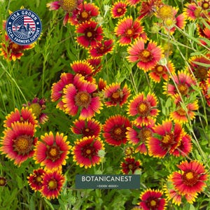Könnte beinhalten: Eine Ansammlung von Gaillardia-Blüten mit leuchtend roten Mitten, die in hellgelbe Blütenblattspitzen übergehen, umgeben von grünem Laub. Ein kreisförmiges Logo oben links zeigt den Text USA GROWN LOCAL FARMERS SUPPORT.