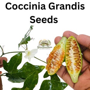 Tindora Seeds - Etsy