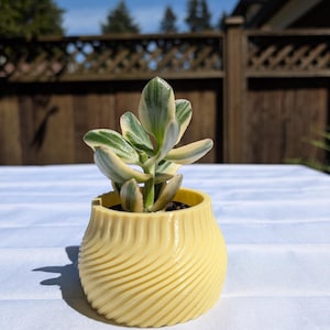 May include: A small, variegated jade plant with green and cream-coloured leaves potted in a pale yellow, round planter. The planter features a distinct, spiralling, ribbed texture that wraps around its exterior, creating a consistent pattern.