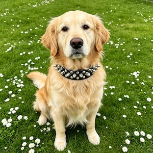 May include: A golden retriever dog wearing a black leather collar adorned with two rows of silver-toned metal spikes and studs. The collar features a buckle closure and is positioned around the neck of the dog, which has long, light-colored fur.