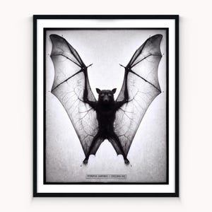 Puede incluir: Una impresión enmarcada en blanco y negro que muestra un espécimen de murciélago con las alas extendidas fijado sobre un fondo claro. El texto PTEROPUS VAMPYRUS - SPECIMEN 001 aparece en una pequeña etiqueta en la parte inferior central.
