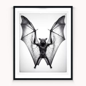 May include: A black and white framed print featuring a bat with its wings fully extended and pinned against a light background. The bat is centred, displaying detailed wing membranes and fur texture within a simple black frame.