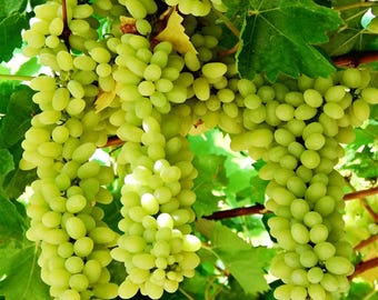 Cotton Candy Grape Seedlings, Non-GMO Live Plants, Well-Developed Roots (30-40 cm)