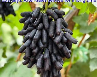 Moon Drops Seedless Black Grape Vine Sapling, Sweet Sapphire Variety, Live Rooted Plant