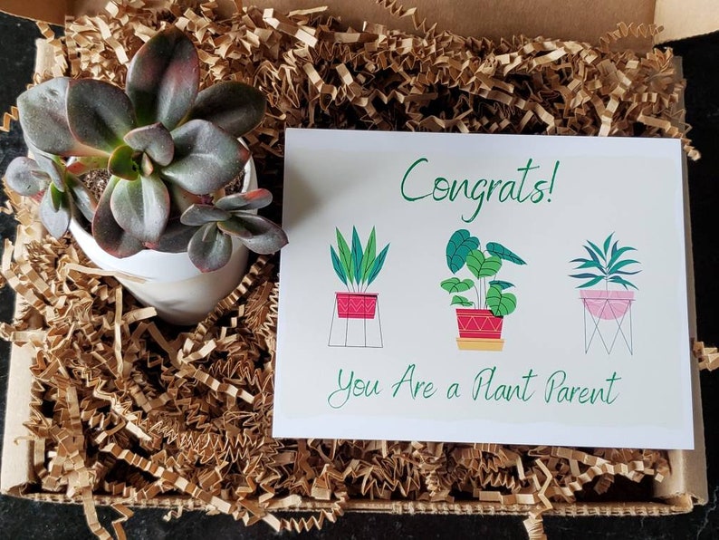 Congrats Plant Parent Succulent Gift Box Live Plant Gift