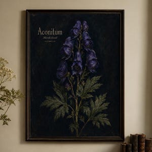 Puede incluir: Una lámina de arte botánico enmarcada con fondo oscuro que presenta una ilustración central de una flor Aconitum Monkshood morada. El texto Aconitum y Monkshood está impreso en una fuente serif clara sobre el tallo floral y las hojas verdes.