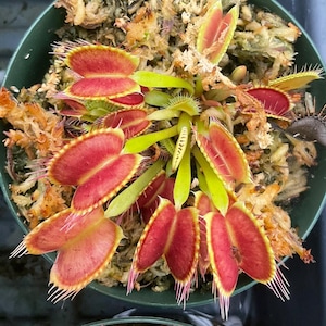 May include: A Venus flytrap plant in a green plastic pot, featuring multiple open traps with vibrant red interiors and green edges. The plant is nestled in light brown sphagnum moss, with long, thin, hair-like cilia lining the edges of each trap.