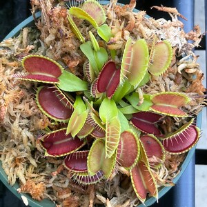 May include: A Venus flytrap plant potted in a green plastic container filled with sphagnum moss. The plant features multiple hinged leaves with bright red interiors and green outer edges, each lined with stiff, hair-like cilia along the margins.