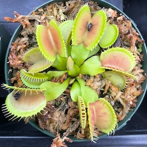 May include: A Venus flytrap plant in a round black plastic pot filled with sphagnum moss. The plant features multiple green and red hinged leaves with spiky cilia edges. One trap is partially closed around a small insect, and another trap is open.
