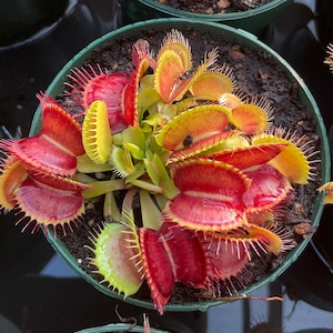 Live Venus Flytrap Med - Large Plant Red Traps, Dionaea Muscipula