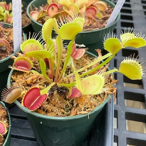 May include: A Venus flytrap plant in a green plastic pot, featuring lime green leaves with bright red interior lobes and long, thin marginal spines. The plant is potted in brown sphagnum moss, with other similar plants visible in the background.