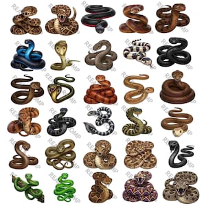 Puede incluir: Una colección de veinticinco ilustraciones de serpientes diversas dispuestas en una cuadrícula. Las serpientes varían en color, incluyendo tonos marrones, verdes, negros y escamas estampadas. Algunas están enroscadas y otras listas.
