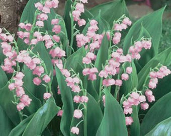 Puede incluir: Un grupo de flores de lirio de los valles de color rosa con pequeñas flores en forma de campana que cuelgan de tallos verdes delgados, rodeadas de hojas anchas, puntiagudas y de color verde oscuro que forman una base de follaje denso.