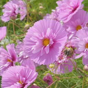 Semi di Cosmos Pink Double Petal Cupcake