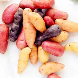 Puede incluir: Una colección de patatas coloridas, incluyendo variedades rojas, moradas, amarillas y tostadas. Las patatas varían en tamaño y forma, algunas son largas y delgadas, y otras más redondeadas. La imagen muestra una variedad de patatas frescas y crudas.
