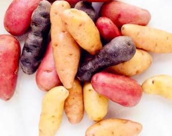 May include: A collection of colorful potatoes, including red, purple, yellow, and tan varieties. The potatoes vary in size and shape, with some being long and slender, and others more rounded. The image shows a variety of fresh, raw potatoes.