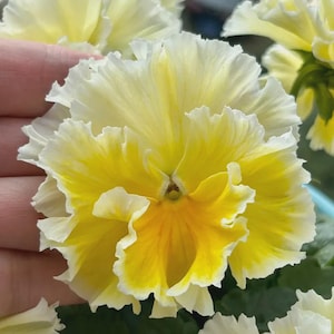 Peut inclure: Une fleur de pensée aux pétales frisés, arborant une teinte crème pâle sur les bords qui se dégrade vers un jaune vif et profond au centre. Les pétales présentent des bords ondulés délicats et un aspect superposé, créant un dégradé lumineux.
