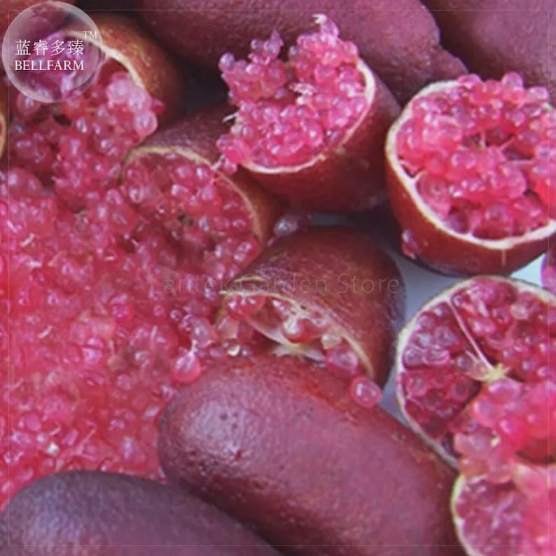 Puede incluir: Una colecci&oacute;n de limas dedo con c&aacute;scaras de color p&uacute;rpura-marr&oacute;n oscuro, algunas cortadas para revelar ves&iacute;culas de pulpa transl&uacute;cidas, de color rosa brillante, similares al caviar. El texto 蓝睿多臻 BELLFARM aparece en la esquina superior izquierda.