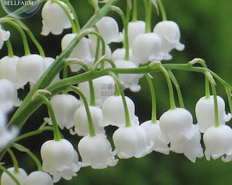 Puede incluir: Primer plano de un grupo de flores blancas de lirio de los valles. Las flores en forma de campana cuelgan de tallos verdes, con un fondo verde borroso. La imagen incluye el texto "BELLFARM".