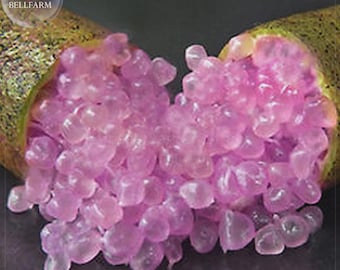 Puede incluir: Una lima dedo cortada por la mitad, revelando vesículas de pulpa esféricas, translúcidas y de color rosa claro que salen de la cáscara texturizada de color marrón verdoso. El texto "蓝睿多臻 BELLFARM" es visible en la esquina superior izquierda.