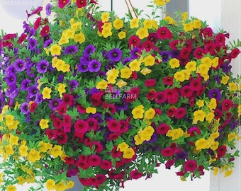 Puede incluir: Una cesta colgante rebosante de flores vibrantes en tonos amarillos, morados y rojos. Las flores están densamente empaquetadas, creando una apariencia completa y exuberante. La cesta está suspendida por cuerdas marrones, creando una exhibición alegre de color.